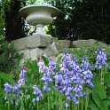 Hyacinthoides hispanica
